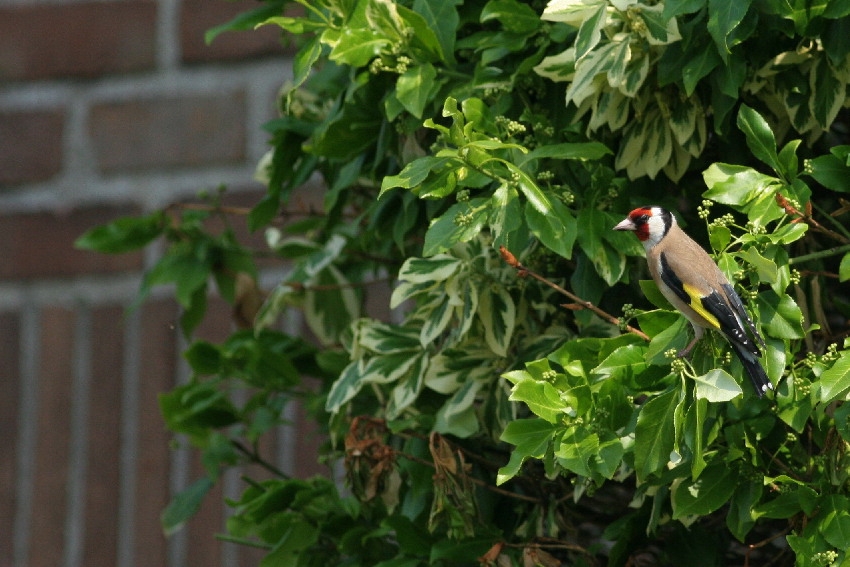 European Goldfinch, Carduelis carduelis - foto: Arjan Boele
