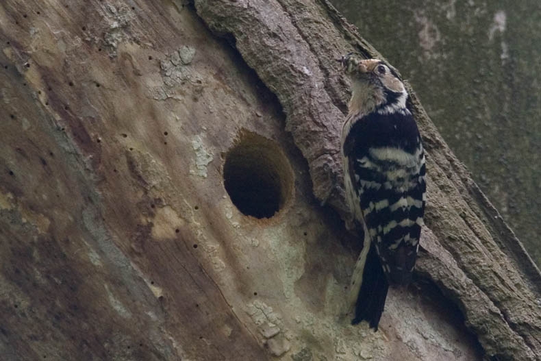 Lesser Spotted Woodpecker, Dryobates minor - foto: Harvey van Diek
