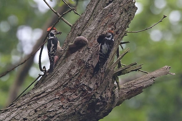 Middle Spotted Woodpecker, Dendrocoptes medius - foto: Harvey van Diek