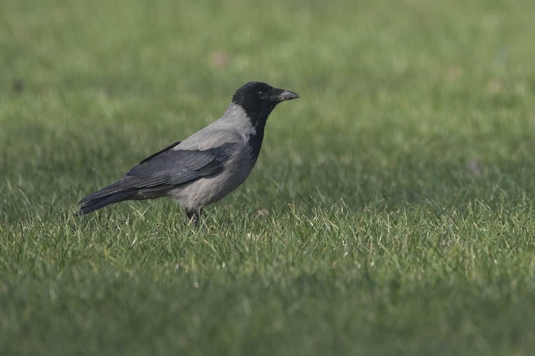 Hooded Crow, Corvus cornix - foto: Harvey van Diek