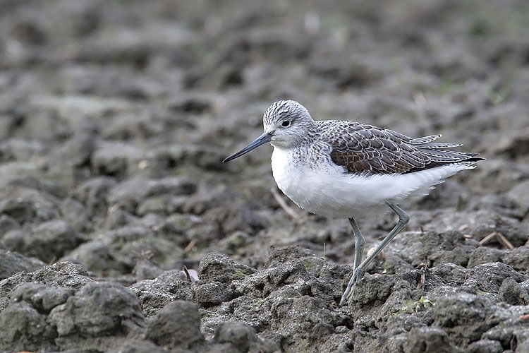 Groenpootruiter, Tringa nebularia - foto: Harvey van Diek