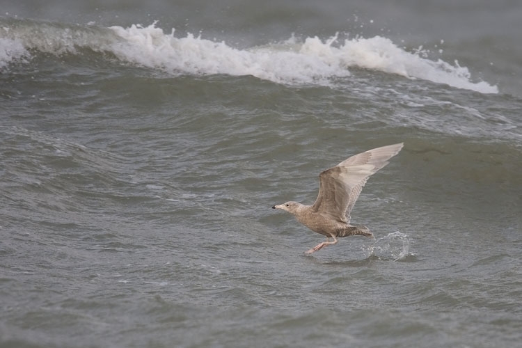 Glaucous Gull, Larus hyperboreus - foto: Harvey van Diek