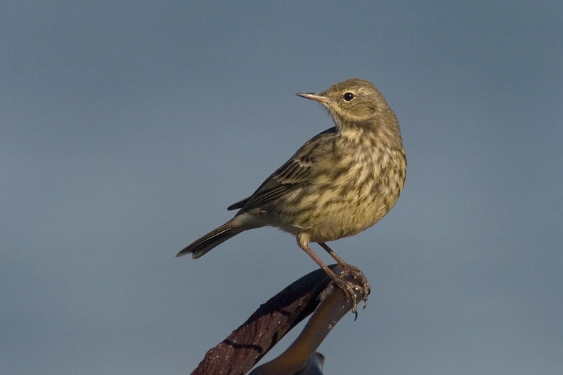 Eurasian Rock Pipit, Anthus petrosus - foto: Harvey van Diek