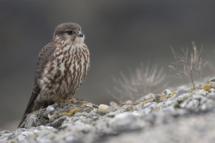 Merlin, Falco columbarius - foto: Harvey van Diek