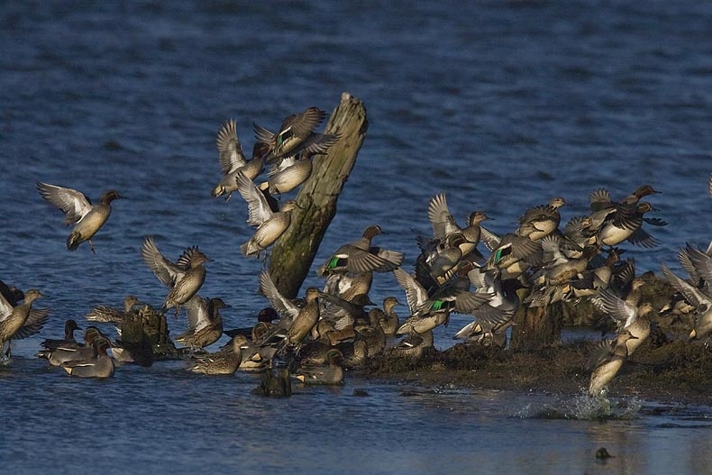 Wintertaling, Anas crecca - foto: Harvey van Diek