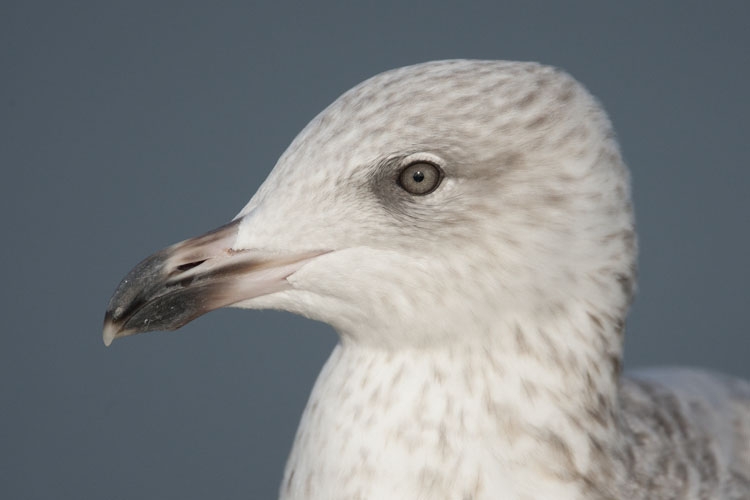 European Herring Gull, Larus argentatus - foto: Harvey van Diek