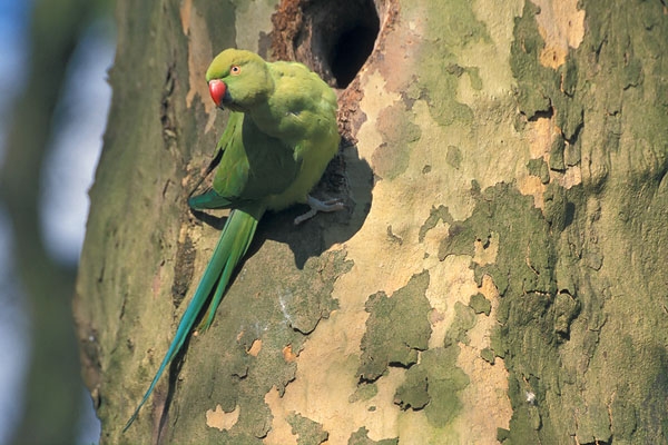 Rose-ringed Parakeet, Psittacula krameri - foto: Harvey van Diek