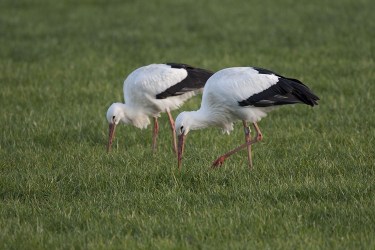 White Stork, Ciconia ciconia - foto: Harvey van Diek
