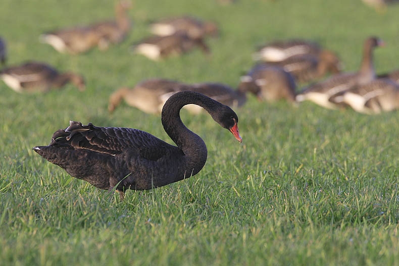 Black Swan, Cygnus atratus - foto: Harvey van Diek