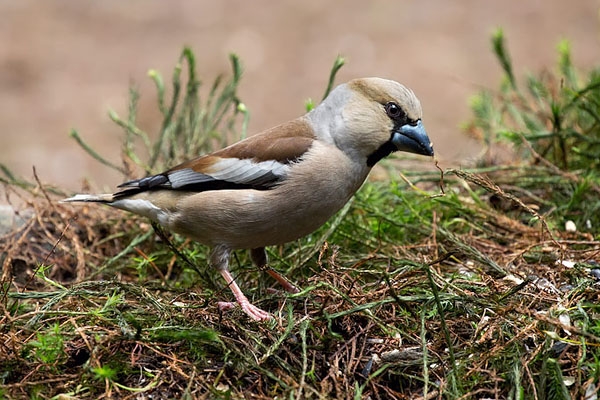 Hawfinch, Coccothraustes coccothraustes - foto: Jankees Schwiebbe