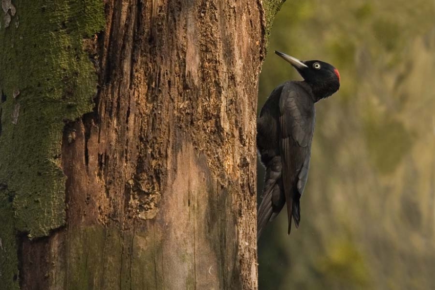 Black Woodpecker, Dryocopus martius - foto: Harvey van Diek
