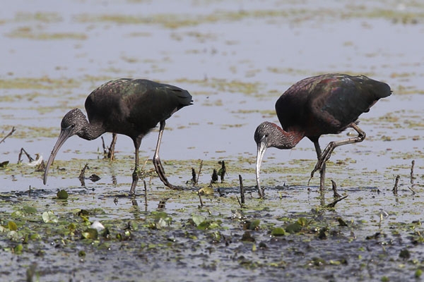 Zwarte Ibis, Plegadis falcinellus - foto: Gerrit Kiekebos