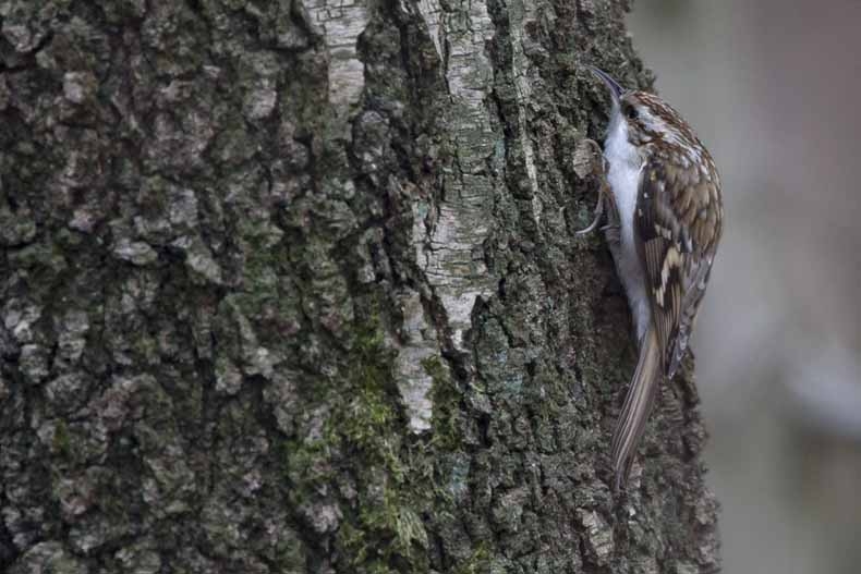 Kortsnavelboomkruiper, Certhia familiaris macrodactyla - foto: Harvey van Diek