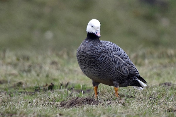 Emperor Goose, Anser canagicus - foto: Jan Wessels