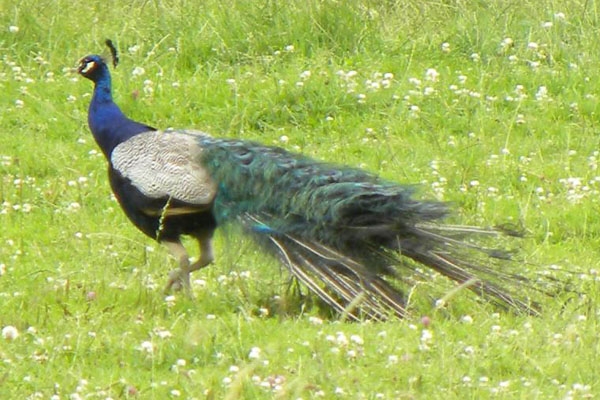 Blauwe Pauw, Pavo cristatus - foto: Gijsbert Peelen