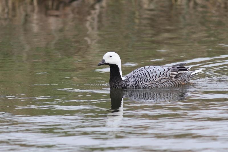 Emperor Goose, Anser canagicus - foto: Karen Davidse