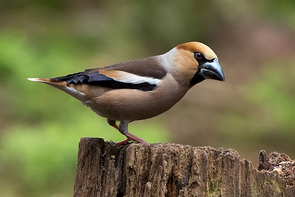 Hawfinch, Coccothraustes coccothraustes - foto: Jankees Schwiebbe