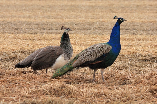 Blauwe Pauw, Pavo cristatus - foto: Ina van Veldhuisen