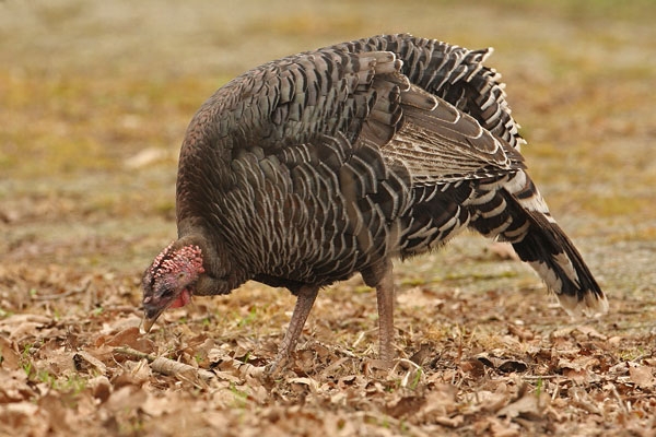 Wild Turkey, Meleagris gallopavo - foto: Jan Albers