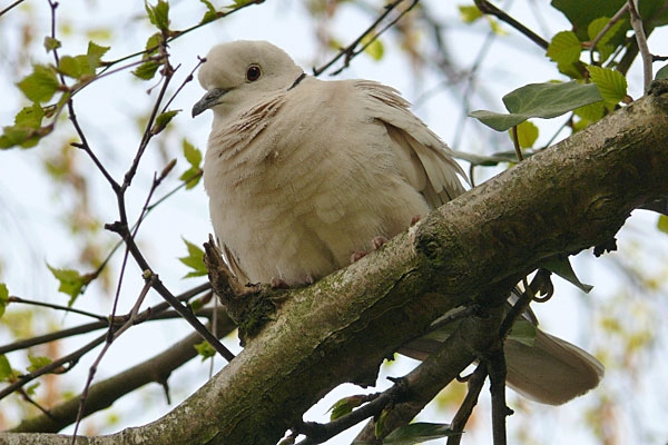 African Collared Dove, Streptopelia roseogrisea - foto: Hein Prinsen