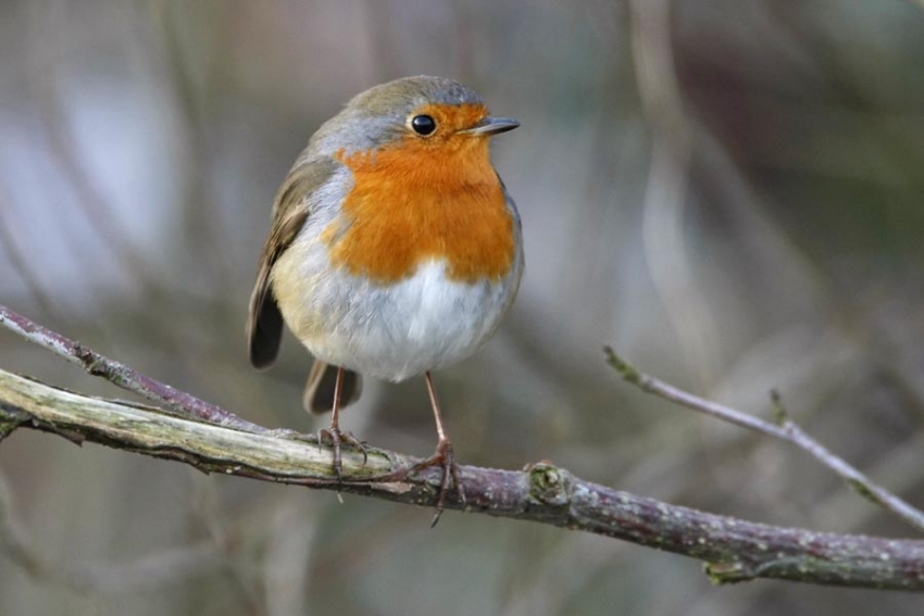 European Robin, Erithacus rubecula - foto: Harvey van Diek