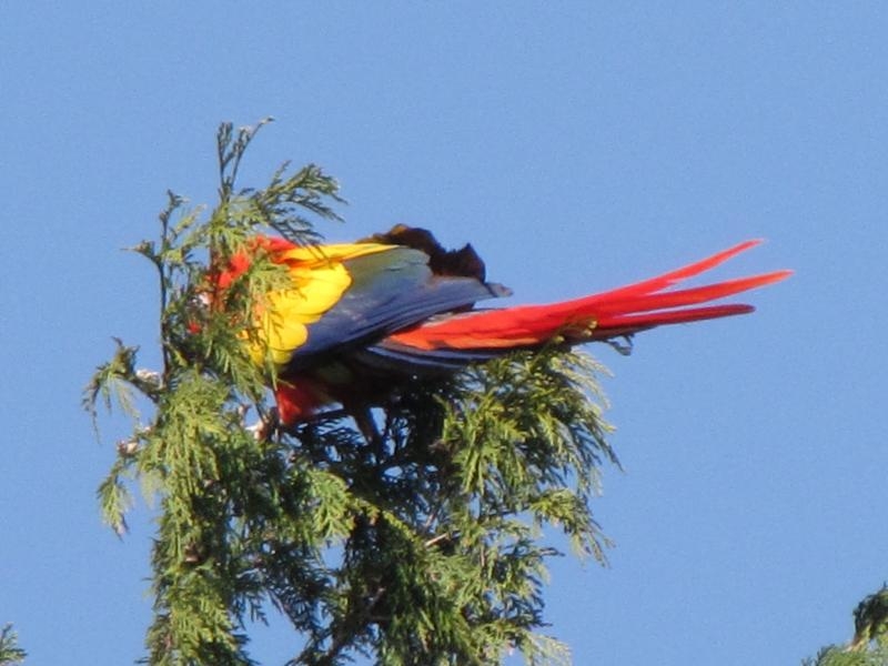 Scarlet Macaw, Ara macao - foto: Michael Inden