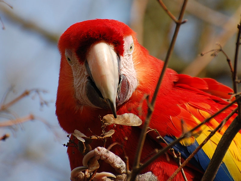 Scarlet Macaw, Ara macao - foto: Jeroen Bekker