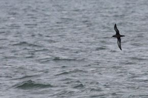 Dio Hornman Grauwe Pijlstormvogel keilt over een zee, Voordelta, Walcheren, 24 okt. 2014.
