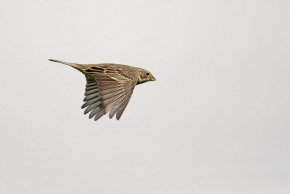 Harvey van Diek Forse vogel met een dikke snavel. Als broedvogel in ons land (bijna) uitgestorven. | Winssense Waarden, Gld, 28 april 2012.