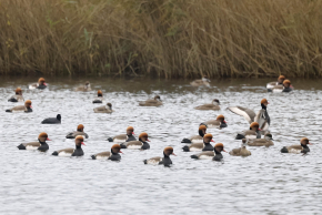 Harvey van Diek Krooneenden overwinteren in gezamenlijke groepen eenden op plassen en meren. Op deze foto voornamelijk mannen met enkele vrouwtjes. | Harderbos, Fl, 10 nov. 2023.