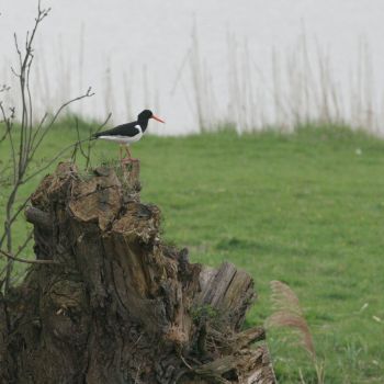 Arjan Boele Vogel op de uitkijk, vaak op paaltje, soms op boomstronk. Lopik, 4 maart 2011.