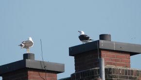 Otto de Vries Baltsende vogels op dak. Gemeentehuis Wieringerwerf, 22 april 2011. 