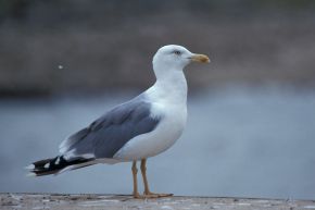 Harvey van Diek De donkergele poten, in combinatie met de lichtgrijze rug, vallen goed op bij deze adulte vogel. Arnhem, 2005.
