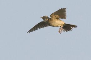 Harvey van Diek Zingende vogel kan hoog de lucht in gaan probeer hem bij het opstijgen of landen te lokaliseren. Ooijpolder, mei 2008.