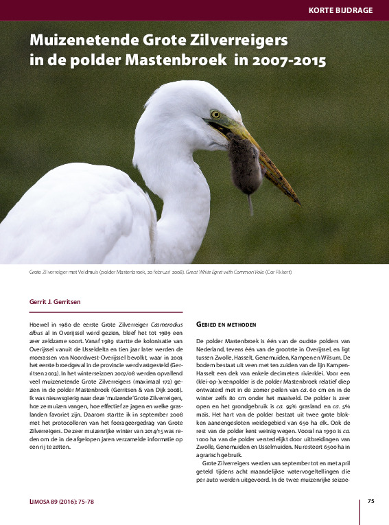 Omslag Muizenetende Grote Zilverreigers in de polder Mastenbroek