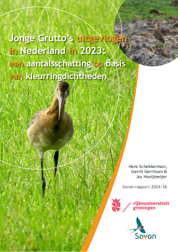Omslag Jonge Grutto’s uitgevlogen in Nederland in 2023: een aantalsschatting op basis van kleurringdichtheden